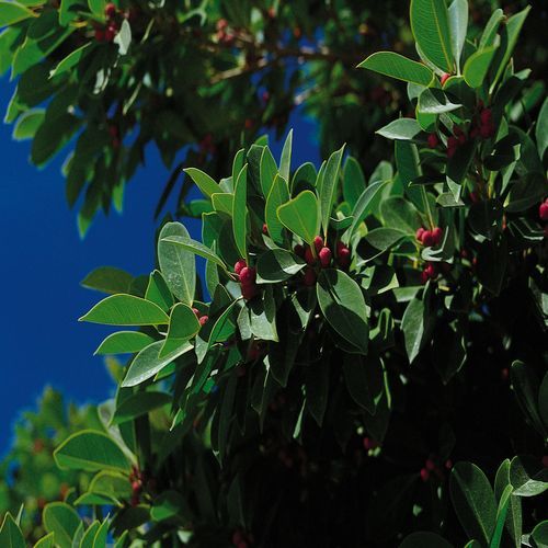 burch_cb's profile picture. I enjoy meeting new friHelena Joynerends and expand my social network