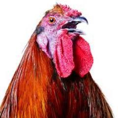 jonesinginsc's profile picture. South Carolina Gamecocks & Tottenham Hotspur.  Go 'Cocks!  COYS! #SlavaUkraini #NeverTrump