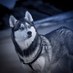 Nukri (@nukepal) Twitter profile photo Nukri (@nukepal) Twitter profile photo