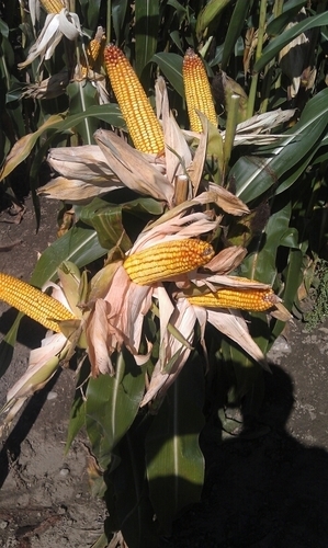 countryfarmmarv's profile picture. Enjoying country roads and seven grandkids