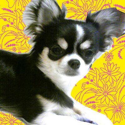 このチワワを探しています 拡散希望 この犬を探しています 13年4月29三重県名張市東町で行方不明 チワワ ロング 雌 色 黒 白 茶色 額の中央 足先 お腹 尾っぽの先 首回り半分ほどに白い毛が有り 迷い犬 Maigo Lostpetjapan Http T Co