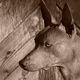 I love animals, photography, music, mexican food, margaritas, laughing and learning. My pets are my life. Hairless dogs & cats rock - esp mine!
