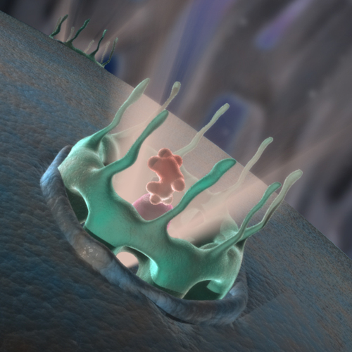 MicroMarvels's profile picture. This is the official Twitter page for the Micro Marvels animation project -producing free biology learning modules for high schools.