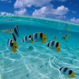 CalechoCostaP's profile picture. 