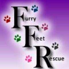 We are a small non-profit 501(c)(3) no-kill rescue finding forever homes one fuzzy face at a time!