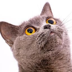 Blogger, entertainer, and cat whisperer.