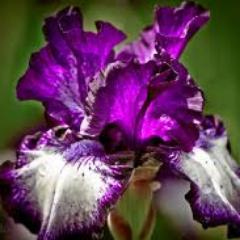 LunadePlata7's profile picture. - - - - - - - - - - - -