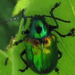 MGTaboada1's profile picture. A recent undergrad with too much time and no real-life career plans. Sometimes funny and always writing