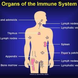 ImmuneSystem714 Profile Picture
