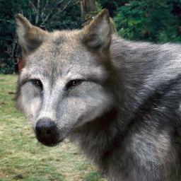 The youngest members of Sam Ulay's wolf pack. My Heart just for @JaneVolturi_TC ♥ | [V] by @twihards_twiga