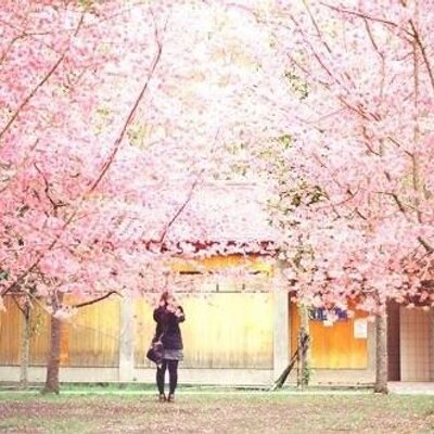 桜雨 Sakura Ame24 Twitter 桜雨 Sakura Ame24 Twitter