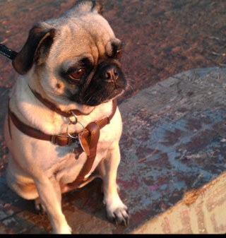 sbereknyei's profile picture. Mom, wife, educator, researcher in qualitative and mixed methods, cook, gardener, rabid reader of books. tweets are my own.