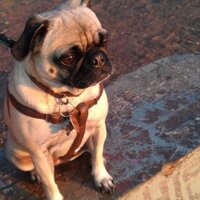 Sylvia Bereknyei Merrell (@sbereknyei) Twitter profile photo