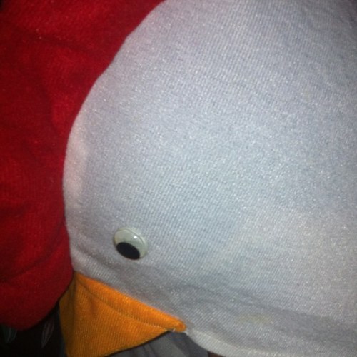 pollorobot15's profile picture. 