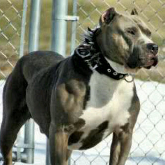 poreshker's profile picture. The crazy one