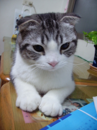 如風飛逝