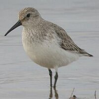 BNI Strandloper (@bnistrandloper) 's Twitter Profile