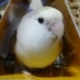 幸せ探して60余年。Twitterはずっと青い鳥でいて欲しい。コザクラインコのペペロンチーノ(2010年2月生まれシーグリーンパイド♀)は2022年4月に。ポルチーノ(2011年1月生まれシナモンヴァイオレット♀)も2024年5月にお空に旅立ちました。