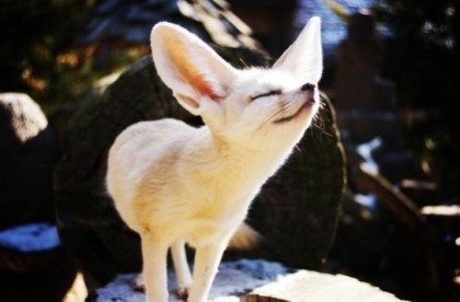 dichtersliebe's profile picture. 