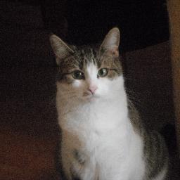 thetweetsofjoyx's profile picture. If people say you cant, show them you can.