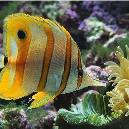 ScubaAdventure2's profile picture. Scuba Show On Youtube.