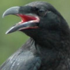 A virtual Group supporting ringing in your historic County for @__COO. Conserving species and their habitat through scientific study.