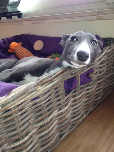 Blue Whippet