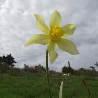 Tresco BoroFarm (@trescoborofarm) Twitter profile photo