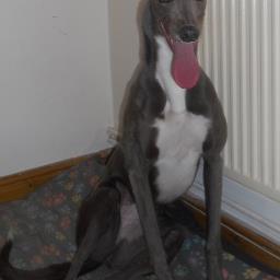 Ex Racing greyhound from Billingshurst West Sussex and racing at Hove.now retired in cornwall