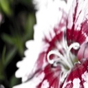 Gigi Holmes - @GigiHolmes2 - Twitter