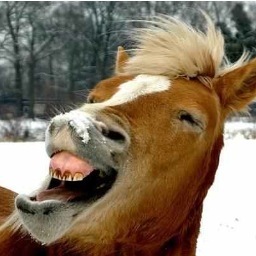 horse_readmill's profile picture. 