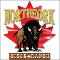 Northfork Bison