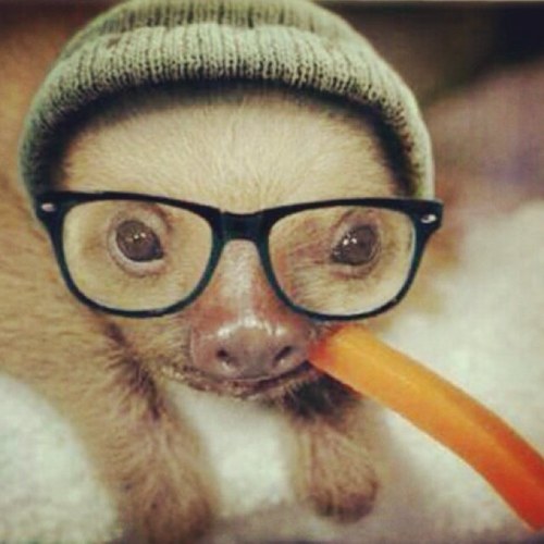 caciassloth's profile picture. Just a sloth tweetin sloth things