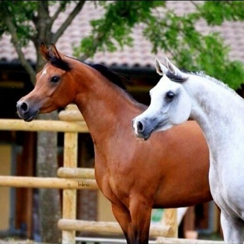 shqraan55's profile picture. 