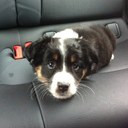 Melanie Fine - @AussieDogFun - Twitter