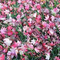 Suki Tepperberg (@sukitepp) 's Twitter Profile Photo