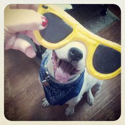 Barker Street Gourmet Dog Bakery & Boutique. Treats so good you'll be begging for scraps!