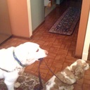 Laura Peterman - @LauraPeterman3 - Twitter