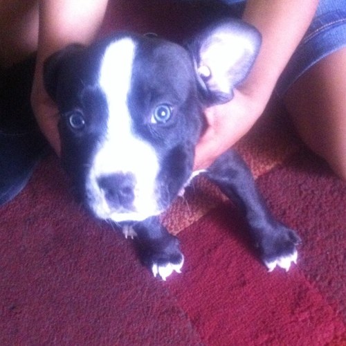 aztechoops23's profile picture. 