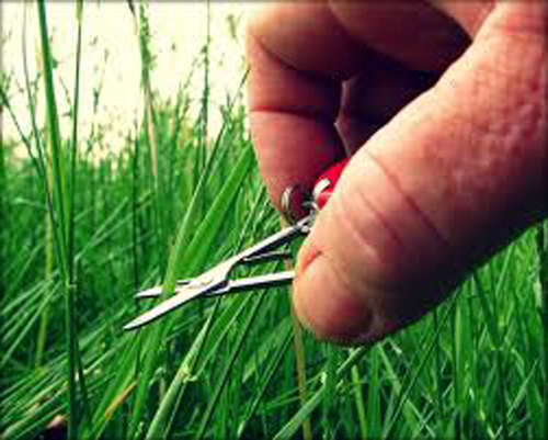 A BETTER LAWN SERVICE Inc. is focused on providing high-quality service and customer satisfaction - we will do everything we can to meet your expectations.