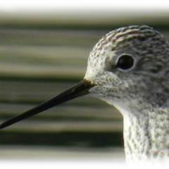 UmbriaBw's profile picture. il birdwatching in Umbria