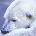 Lee Stallard - @LeeLovesBears - Twitter