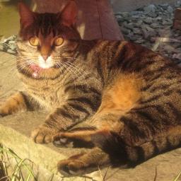 Welsh cat living in Manchester! Sleeping, tweeting, hunting, eating. Follow me, ill follow back!