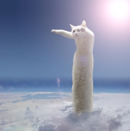 WhatWouldCatDo's profile picture. I'm a cat. What should I do? Meow