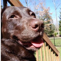 I'm a Chocolate Lab who's obsessed with cheese and peanut butter. I love to sit outside and watch birds.