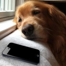 AnnoyingDogText's profile picture. 