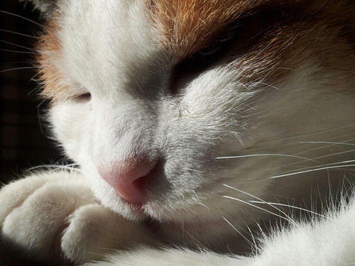 ginevraneko1's profile picture. 