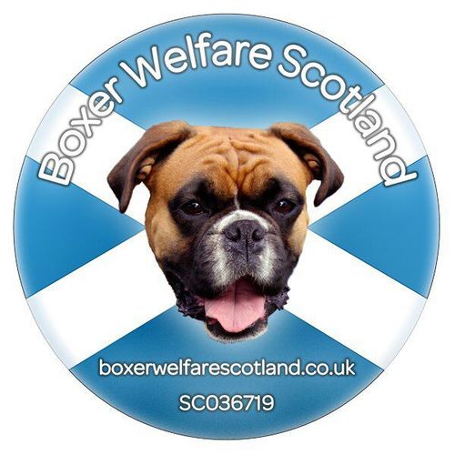 Boxer Welfare Scot Profile