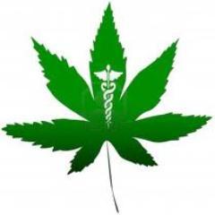 MaryJan52733208's profile picture. 101 Wellness Delivery is a non-profit medical cannabis delivery service providing the highest quality cannabis for patients compliant with Prop 215.