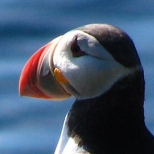 dothescience's profile picture. 